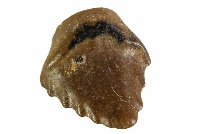 Fossil Ankylosaur Tooth - Montana #108142